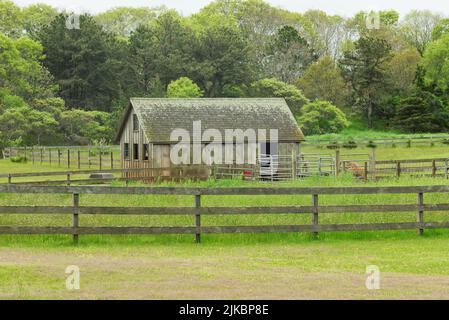 Ein verwittertes Gebäude auf einer Alpaka-Farm in Eichen-Steilküsten in massachusetts auf Martha's Weinberg. Stockfoto