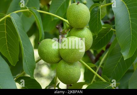 Noch unreife, grüne Früchte auf einem Walnussbaum Stockfoto