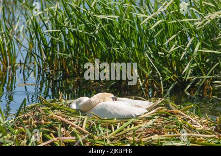 Mute Swan on Nest, Pembrokeshire, Wales, Großbritannien Stockfoto