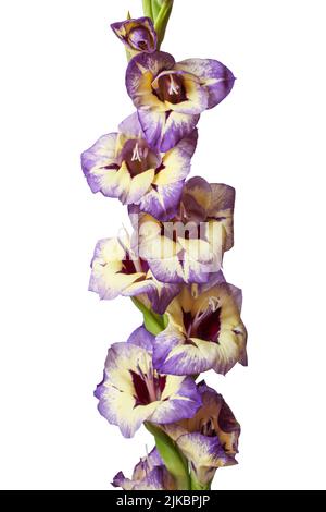 Violett-gelber Gladiolus Nahaufnahme isoliert auf Weiß Stockfoto
