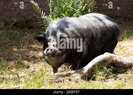 Schwarz-weiß behaartes Schwein Stockfoto