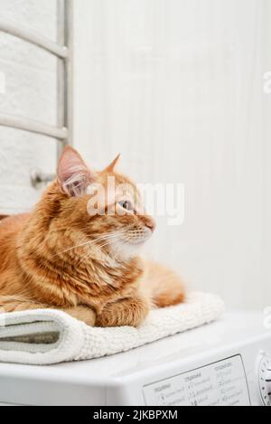 Niedliche Ingwer tabby Katze lag auf der Waschmaschine in der Nähe des Badezimmers Stockfoto