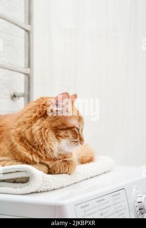 Niedliche Ingwer tabby Katze lag auf der Waschmaschine in der Nähe des Badezimmers Stockfoto