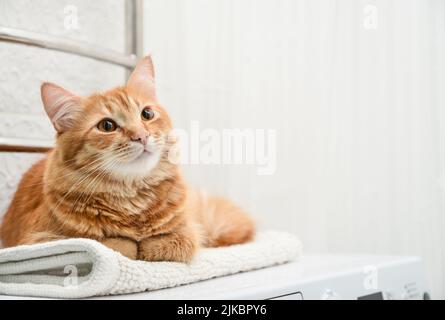 Niedliche Ingwer tabby Katze lag auf der Waschmaschine in der Nähe des Badezimmers Stockfoto