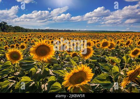 Balatonfuzfo, Ungarn - Sonnenblumenfeld im Sommer mit Sonnenlicht und blauem Himmel mit Wolken in der Nähe des Plattensees. Hintergrund der Landwirtschaft Stockfoto