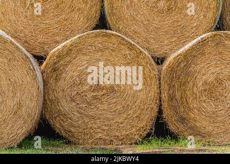 Heuballen am Rande des Feldes nach der Ernte. Stroh und Heu zu Strohballen gepresst. Heuballen nebeneinander. Strukturen aus trockenem goldbraun Stockfoto