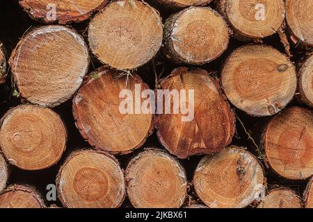 Sortiertes Holz zur Erntezeit. Ansicht der einzelnen gestapelten Baumstämme. Gestapelte Kiefernstämme nach dem Fällen. Viele Sägebögen mit sichtbaren Wachstumsringen. Rötlich Stockfoto
