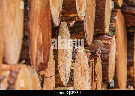 Stapel von Protokollen. Seitliche Ansicht der Kiefernstämme nach dem Fällen. Holzernte von Bäumen. Baumstämme mit Rinde. Gelbe, braune, rötliche Färbung Stockfoto