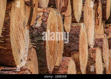 Seitenansicht von Kiefernstämmen nach dem Fällen. Großer Stapel von Baumstämmen. Holzernte von Bäumen. Baumstämme mit Rinde. Gelbe, braune, rötliche Färbung der Stockfoto