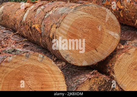 Die Protokolle des Holzes aus dem Balken im Wald. Mehrere Kiefernstämme im Stapel. Baumstämme mit Rinde nach dem Fällen. Detailansicht der Schneide. Gelb, braunrot Stockfoto