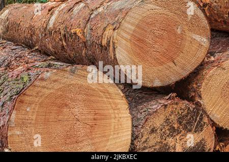 Große Baumstümpfe in einem Haufen. Kiefernstämme nach dem Fällen im Wald. Gesägte Baumstämme mit Rinde. Jahresringe im Querschnitt in rötlich, braun, gelb Stockfoto