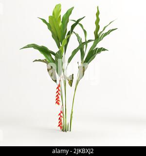 3D Illustration eines auf weißem Hintergrund isolierten Heliconia-Baumes Stockfoto