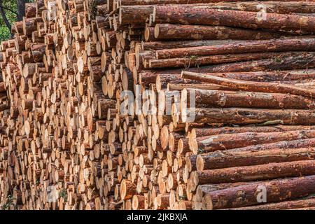 Großer Haufen von gefällten Bäumen. Mehrere große Sägebögen in einem Haufen. Kiefernstämme mit Rinde nach der Ernte im Wald. Jahresringe im Querschnitt Stockfoto