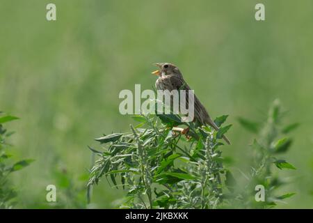 Corn Ammerting-Emberiza calandra im vollen Lied. Sommer Stockfoto