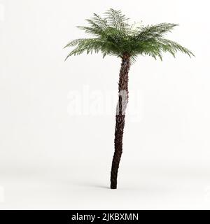 3D Abbildung des Cyathea-Baumes isoliert auf weißem Hintergrund Stockfoto