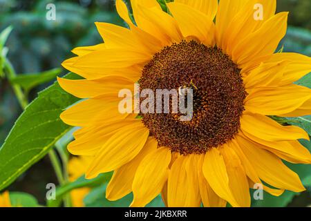 Große Sonnenblumen in Blüte. Perfekte gelbe Blätter der Blume. Sonnenblumenkerne in der Mitte der Blume. Einzelne Biene auf der Blume. Grüne Blätter Stockfoto