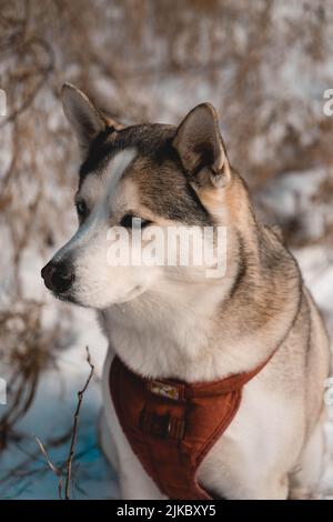 Eine vertikale Aufnahme von Sibirischer Husky, die im Winter vor unscharfem Hintergrund isoliert wurde Stockfoto