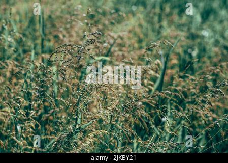 Langen Rasen Wiese hautnah. Natur im Detail. Stockfoto