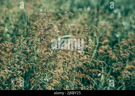 Langen Rasen Wiese hautnah. Natur im Detail. Stockfoto