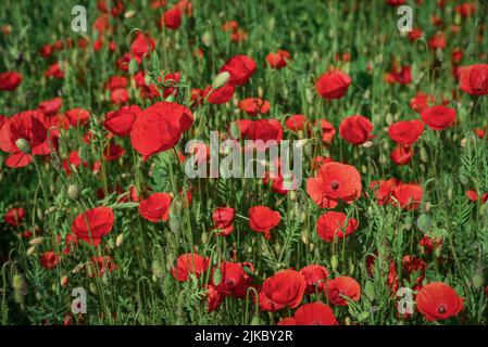 Feld mit blühenden Mohnblumen an sonnigen Sommertagen in der Ukraine Stockfoto