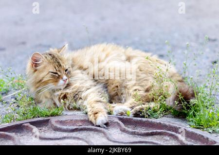 Die flauschige Straßenkatze liegt auf dem Bürgersteig und bevorzugt zur Entspannung grünes Gras Stockfoto