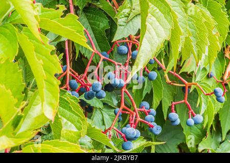 Selbstkletternde Maidenhair-Rebe (Parthenocissus quinquefolia) mit grünen Blättern und Früchten im Sommer bei Tageslicht. Bläulich-violette Früchte auf rötlichen Stielen Stockfoto