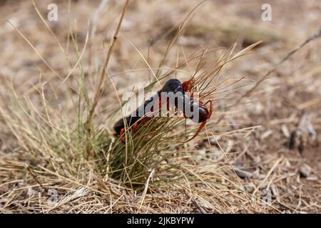 Centipede-Arthropode der Wirbellosen. Schwarzer Tausendfüßler mit roten Pfoten im trockenen Gras Stockfoto