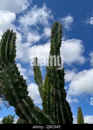 Eine vertikale Aufnahme einer großen Kaktuspflanze in einem Feld mit einem trüben blauen Himmel Stockfoto