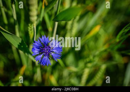 Nahaufnahme der Kornblume aus blauer Blume. Blume Sommerwiese in der Ukraine. Stockfoto
