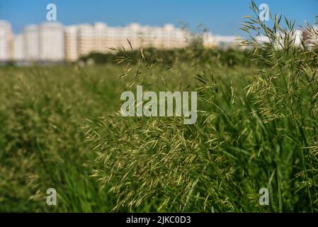 Langen Rasen Wiese hautnah. Natur im Detail. Stockfoto