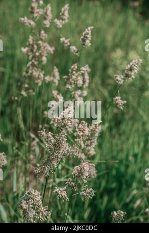 Langen Rasen Wiese hautnah. Natur im Detail. Stockfoto