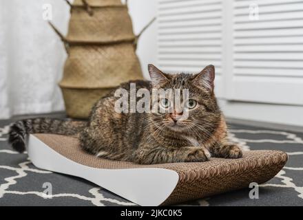 Niedliche graue tabby Katze liegt auf dem modernen Karton Kratzpfosten Nahaufnahme Stockfoto
