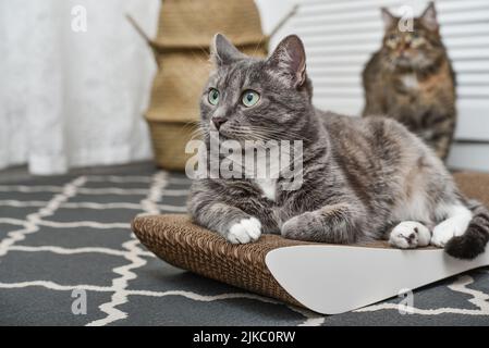 Niedliche graue tabby Katze liegt auf dem modernen Karton Kratzpfosten Nahaufnahme Stockfoto