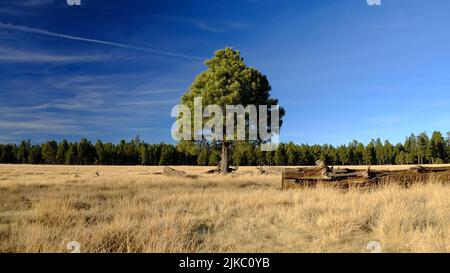 Malerischer Blick auf einsamen Pinyon Baum wächst in riesigen Feld mit trockenem Gras unter blau bewölkten Himmel auf grünem Wald Hintergrund Stockfoto