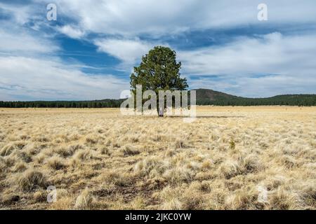 Malerischer Blick auf einsamen Pinyon-Baum, der auf einem riesigen Feld mit trockenem Gras unter blauem bewölktem Himmel auf grünem Hügel wächst Stockfoto