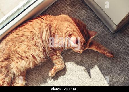 Niedliche Ingwer-Katze schläft auf dem Boden in der Sonne vor Ort zu Hause Nahaufnahme Stockfoto