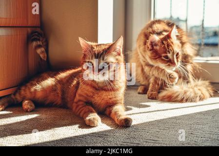 Zwei niedliche Ingwer-Katzen auf dem Boden in der Sonne vor Ort zu Hause Nahaufnahme Stockfoto