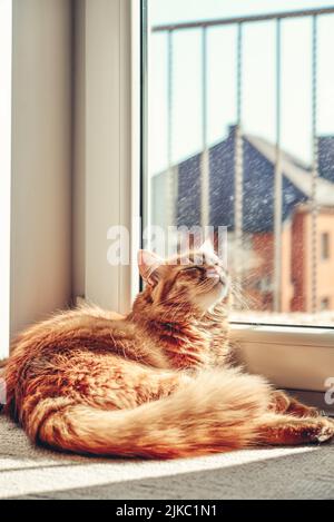 Niedliche Ingwer-Katze schläft auf dem Boden in der Sonne vor Ort zu Hause Nahaufnahme Stockfoto