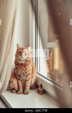 Niedliche Ingwerkatze, die sich aus der Nähe auf dem Fensterbrett entspannt Stockfoto