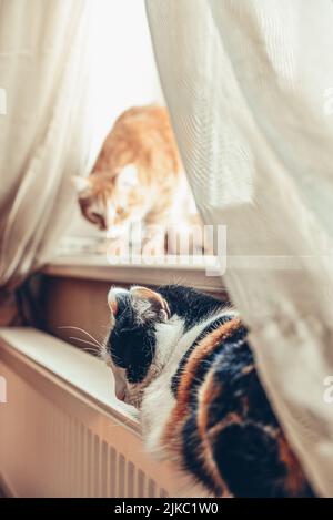 Niedliche tricolor Katze entspannen auf dem warmen Heizkörper und rote Katze auf Fensterbank Nahaufnahme Stockfoto