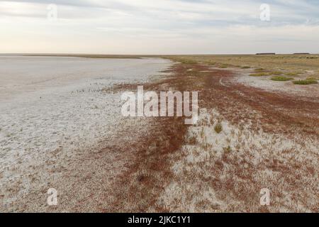 Das Ufer eines getrockneten Salzsees in der Steppe von Kasachstan. Gras wächst im Sand am Ufer. Dürre und Klimawandel. Stockfoto