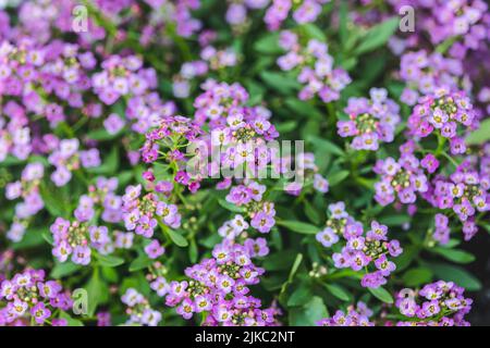 Selektiver Fokus der Alyssum-Blüten. Alyssum in süßen Farben wächst in einem Hinterhof. Blumenhintergrund. Stockfoto