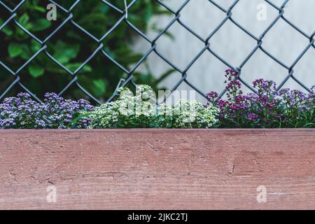 Alyssum blüht. Alyssum in süßen Farben wächst in einer braun bemalten Holzkiste im Hinterhof. Gitter hinter dem Zaun. Blumenhintergrund. Stockfoto