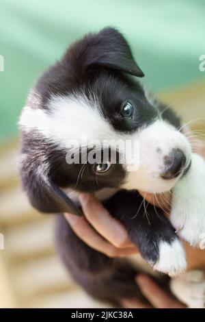 Eine vertikale Nahaufnahme eines schwarz-weißen Border-Collie-Welpen Stockfoto