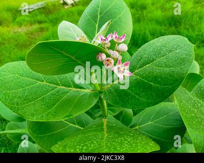 ACloseup Aufnahme von Safed Aak Flowers Selective Fokus auf Motiv Hintergrund Blau Stockfoto