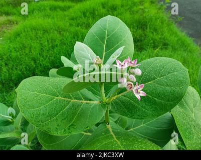 ACloseup Aufnahme von Safed Aak Flowers Selective Fokus auf Motiv Hintergrund Blau Stockfoto
