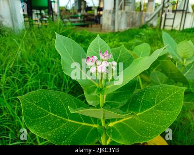ACloseup Aufnahme von Safed Aak Flowers Selective Fokus auf Motiv Hintergrund Blau Stockfoto