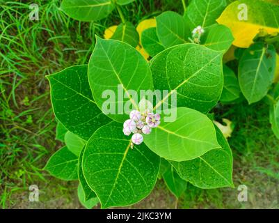 ACloseup Aufnahme von Safed Aak Flowers Selective Fokus auf Motiv Hintergrund Blau Stockfoto