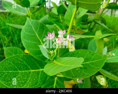 ACloseup Aufnahme von Safed Aak Flowers Selective Fokus auf Motiv Hintergrund Blau Stockfoto