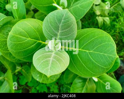 ACloseup Aufnahme von Safed Aak Flowers Selective Fokus auf Motiv Hintergrund Blau Stockfoto